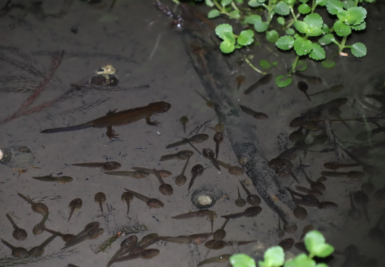 里山 H 山際の水溜まり _オタマジャクシ食べ放題-アカハライモリの楽園 19時頃_気温20度